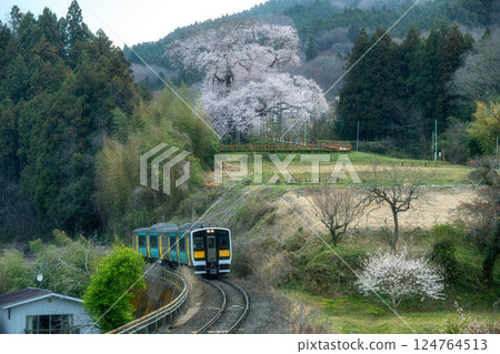 水郡線和戶部櫻花盛開 水郡線和戶部櫻花盛開 124764513