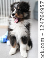 Yawning puppy (Sheltie) 124764957