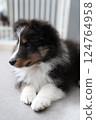 Puppy lying down and looking away 124764958