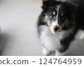 Staring puppy (Sheltie) 124764959