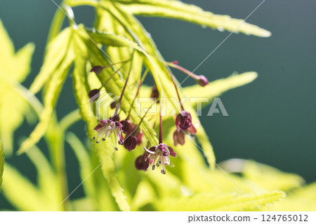 71055 Maple flowers 124765012