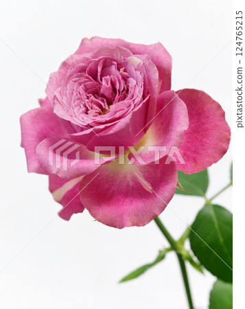 白色背景下的紅玫瑰花 [玫瑰] 124765215