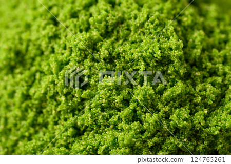 Wolffia or watermeal texture background, Healthy edible small aquatic plant high protein and fiber 124765261