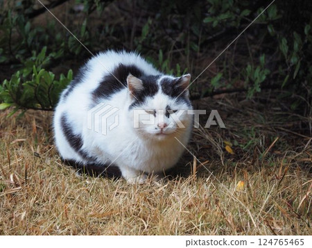 Looking at black and white cat 124765465