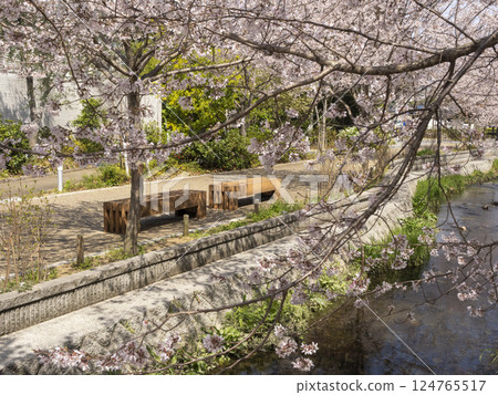 Riverside benches and rows of cherry trees 124765517