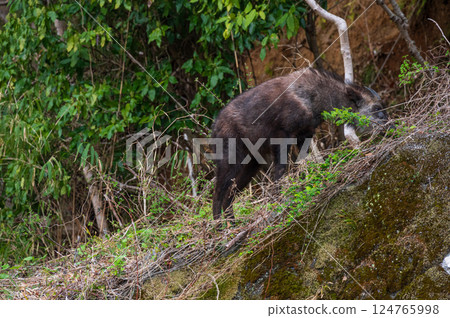 Japanese serow in the countryside of Matsuda Town 124765998