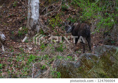 Japanese serow in the countryside of Matsuda Town Japanese serow in the countryside of Matsuda Town 124766004