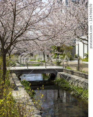 公園河畔盛開的櫻花 124766070