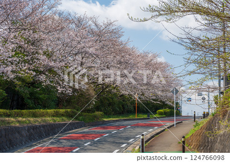 鶴卷的櫻花樹,日本的春天景色,櫻花盛開 鶴卷的櫻花樹,日本的春天景色,櫻花盛開 124766098