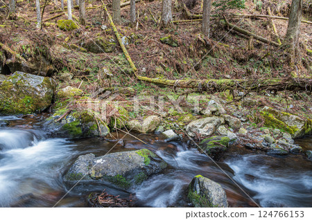 京都市鞍馬川，流經針葉林的清澈溪流 124766153