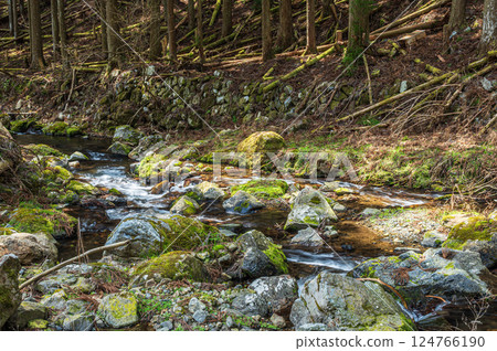 Kurama River, Kyoto City, a clear stream flowing through a coniferous forest Kurama River, Kyoto City, a clear stream flowing through a coniferous forest 124766190