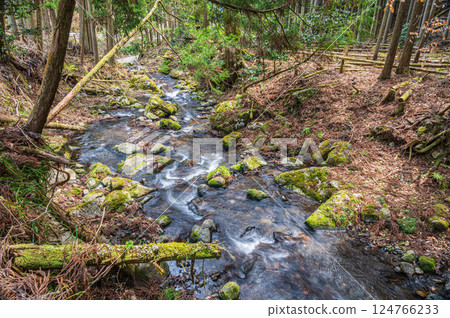 京都市鞍馬川，流經針葉林的清澈溪流 124766233
