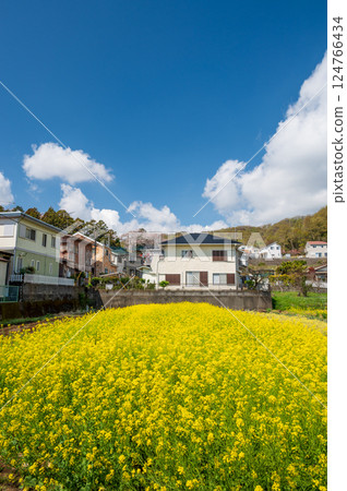 Rural scenery of Tsurumaki: rapeseed fields 124766434
