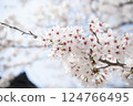 Close-up of the cherry blossoms at Otozuregawa 124766495