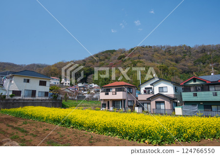 鶴卷的田園風光:油菜花田 鶴卷的田園風光:油菜花田 124766550