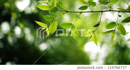 Fresh light green spring leaves and spring green background in the forest 124766737
