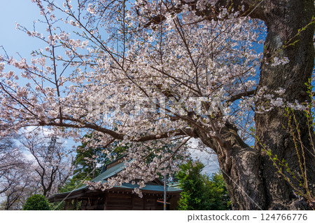 Cherry blossoms blooming at Ishiza Shrine, Tsurumaki Onsen Cherry blossoms blooming at Ishiza Shrine, Tsurumaki Onsen 124766776