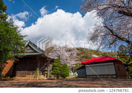 Cherry blossoms blooming at Ishiza Shrine, Tsurumaki Onsen Cherry blossoms blooming at Ishiza Shrine, Tsurumaki Onsen 124766781