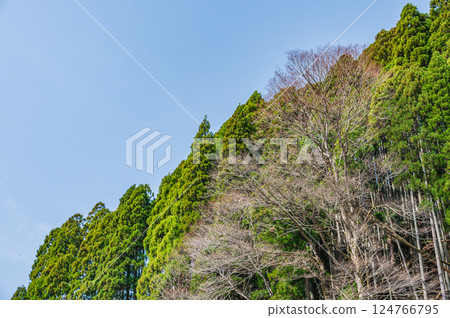 Kurama Coniferous Forest, Kyoto City 124766795