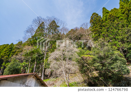 鞍馬針葉林 京都市 124766798