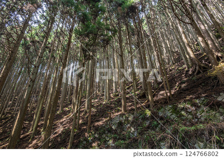 Kurama Coniferous Forest, Kyoto City 124766802