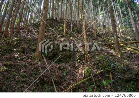 Kurama Coniferous Forest, Kyoto City 124766806