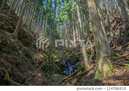 鞍馬針葉林 京都市 鞍馬針葉林 京都市 124766810