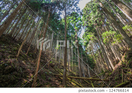 Kurama Coniferous Forest, Kyoto City Kurama Coniferous Forest, Kyoto City 124766814
