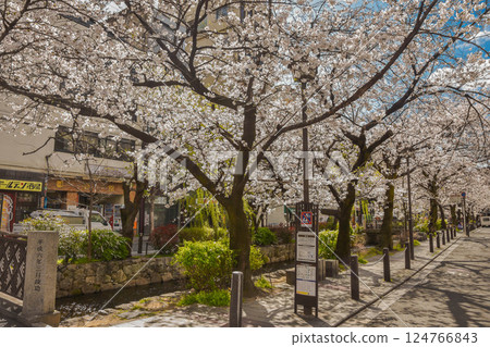 Cherry blossoms along Takase River and the streets around Kiyamachi in Kyoto Cherry blossoms along Takase River and the streets around Kiyamachi in Kyoto 124766843