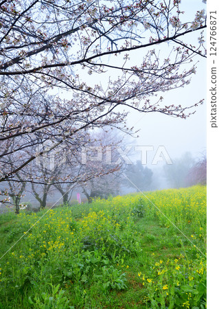 A view of cherry blossoms and rape blossoms in full bloom amidst thick fog 124766871