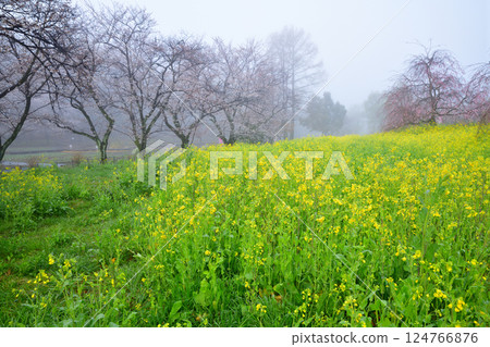 A view of cherry blossoms and rape blossoms in full bloom amidst thick fog A view of cherry blossoms and rape blossoms in full bloom amidst thick fog 124766876