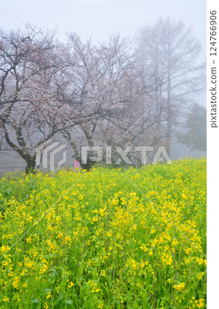 A view of cherry blossoms and rape blossoms in full bloom amidst thick fog 124766906