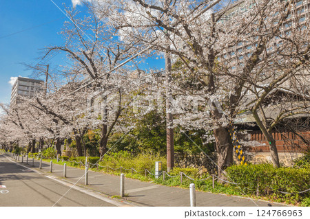 京都市:高瀨川週邊的櫻花 京都市:高瀨川週邊的櫻花 124766963