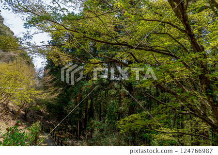 Small path surrounded by fresh greenery 124766987