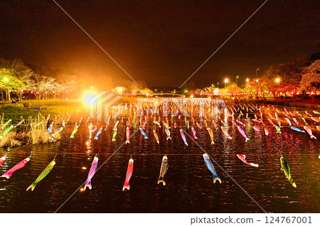 Illuminated cherry blossoms and carp streamers at night 124767001