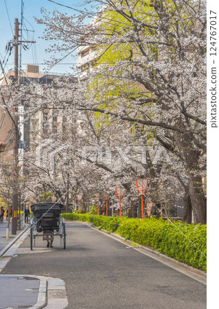 京都市高瀨川沿岸和五條街道的櫻花 124767017