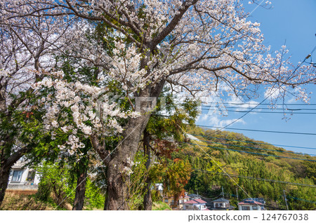 Cherry blossoms in bloom - Spring scenery in Tsurumaki 124767038