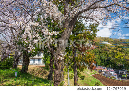 Cherry blossoms in bloom - Spring scenery in Tsurumaki Cherry blossoms in bloom - Spring scenery in Tsurumaki 124767039