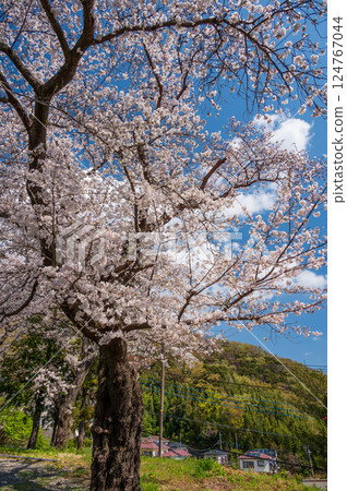Cherry blossoms in bloom - Spring scenery in Tsurumaki 124767044