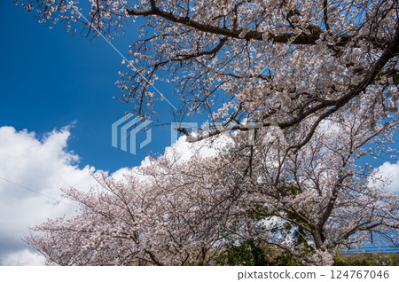 Cherry blossoms in bloom - Spring scenery in Tsurumaki 124767046