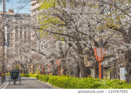 Cherry blossoms along Takase River and the streets around Gojo in Kyoto City 124767085