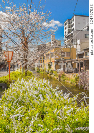 Cherry blossoms along Takase River and the streets around Gojo in Kyoto City 124767088