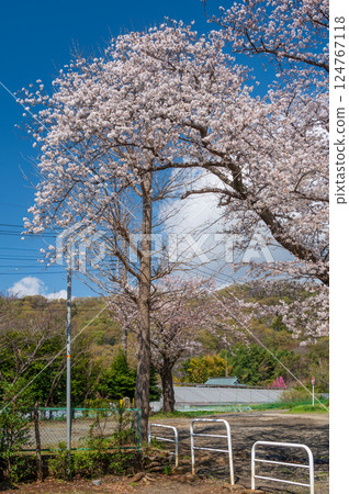 Rural landscape with cherry blossoms in full bloom Rural landscape with cherry blossoms in full bloom 124767118