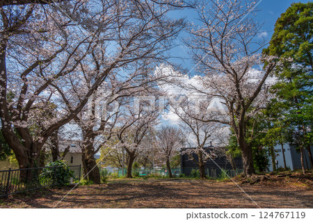 石座神社境內的櫻花美景 石座神社境內的櫻花美景 124767119