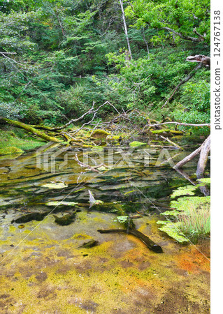 Senjogahara Izumimon Pond (Nikko City, Tochigi Prefecture) 124767138