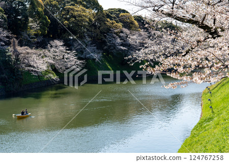 Stroll along the Chidorigafuchi Greenway with cherry blossoms in full bloom Stroll along the Chidorigafuchi Greenway with cherry blossoms in full bloom 124767258
