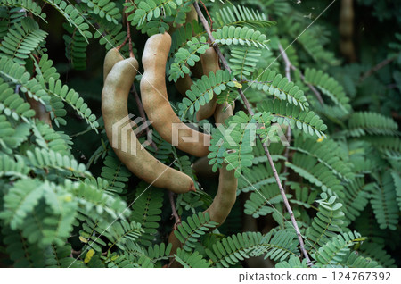 Tamarinds growing on tree. This fruit contains a high amount of potassium which might help with blood pressure and heart rate. 124767392