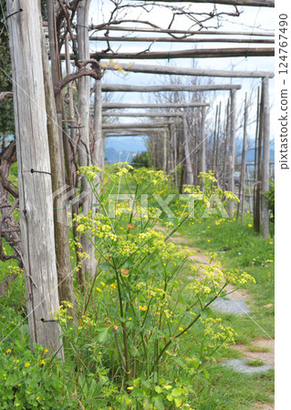 Wooden pergola in garden in spring. Nature and recreation. Seasons in Italy. Wooden pergola in garden in spring. Nature and recreation. Seasons in Italy. 124767490