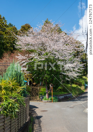鶴卷溫泉石座神社入口處盛開的櫻花 鶴卷溫泉石座神社入口處盛開的櫻花 124767573