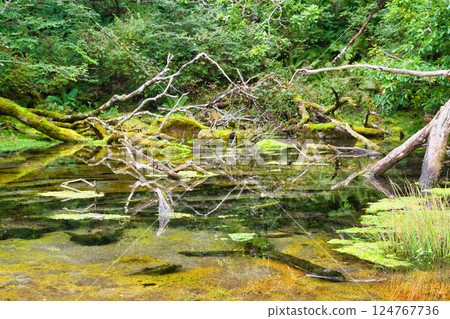 Senjogahara Izumimon Pond (Nikko City, Tochigi Prefecture) 124767736